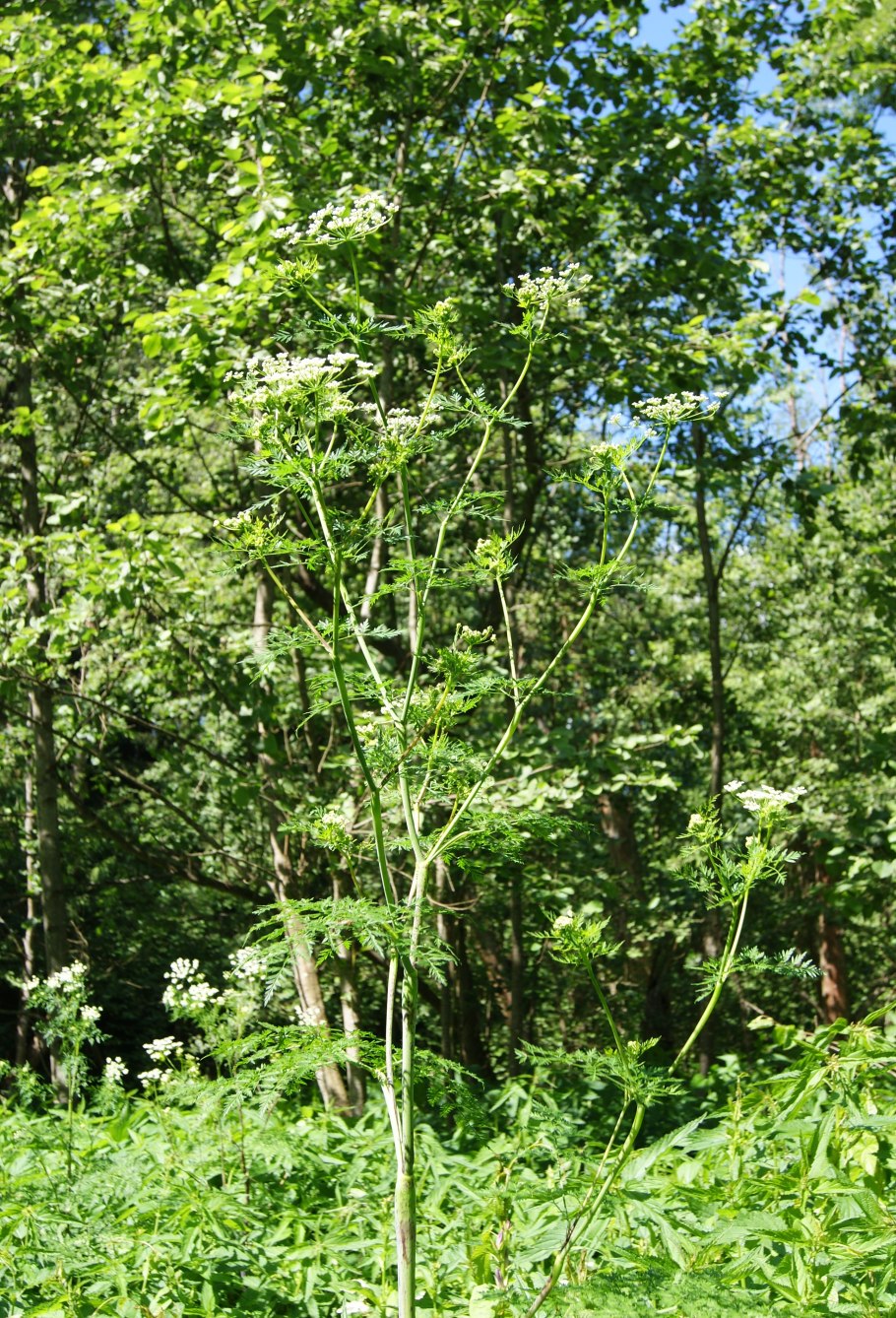 Борщевик и болиголов