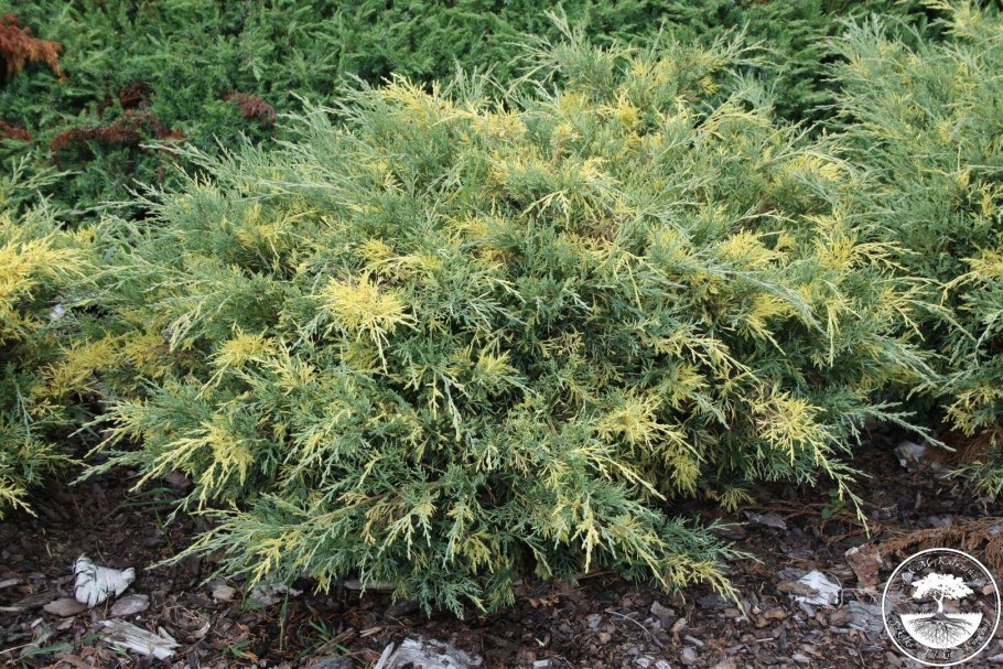 Можжевельник Пфитцериана голдкиссен