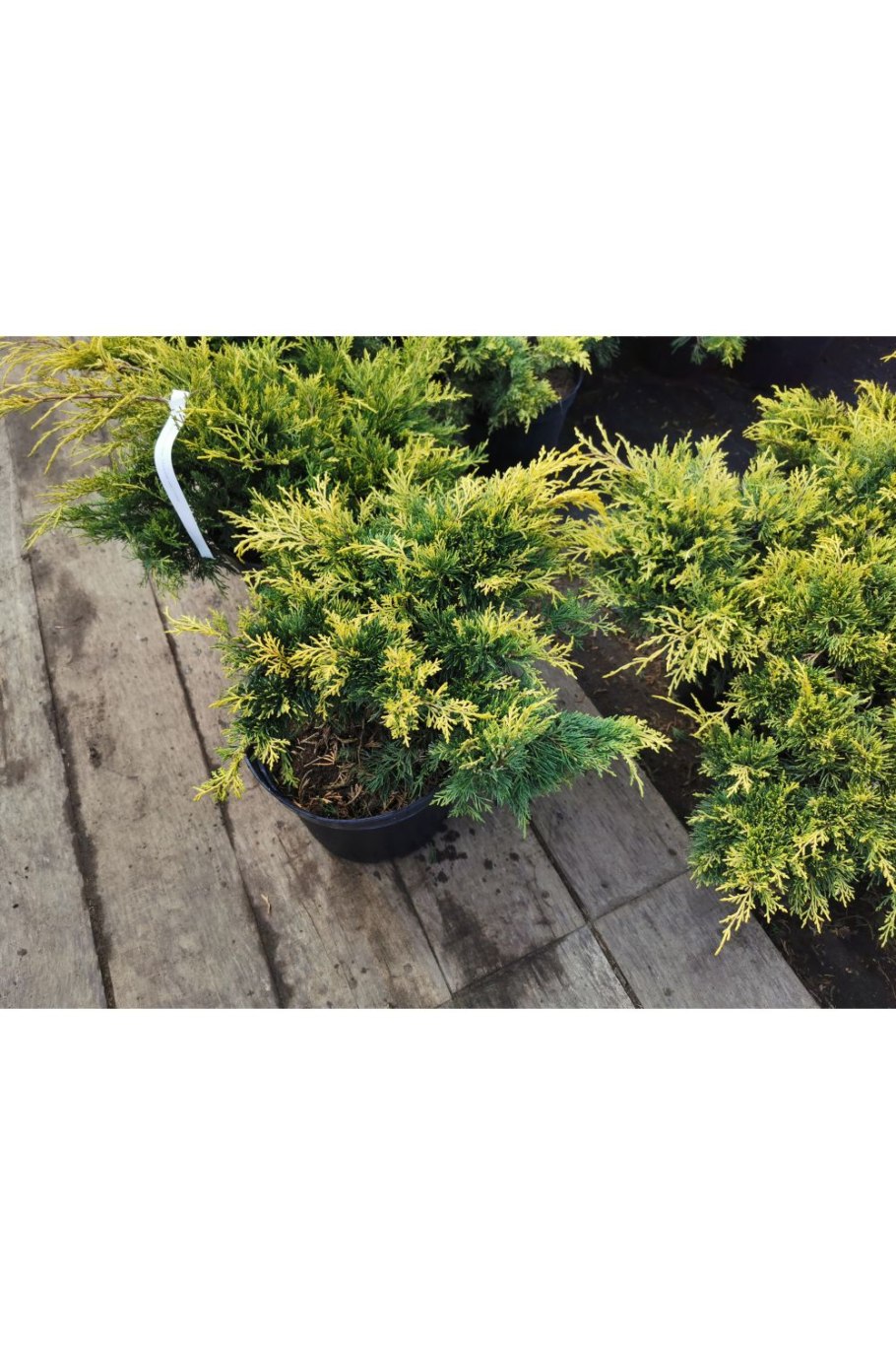 Можжевельник лайм Глоу