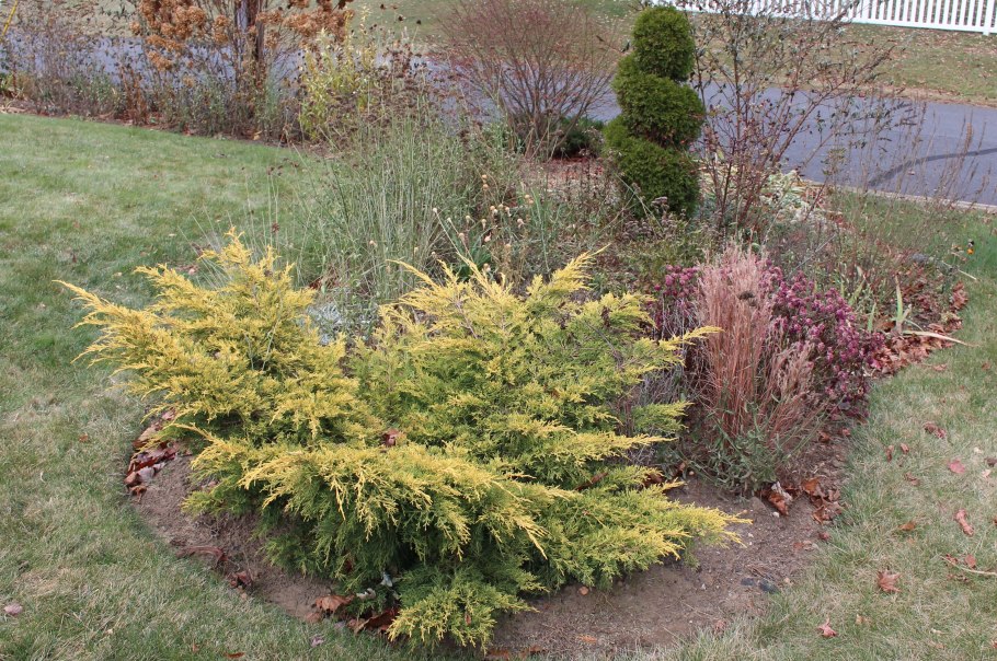 Juniperus horizontalis Limeglow