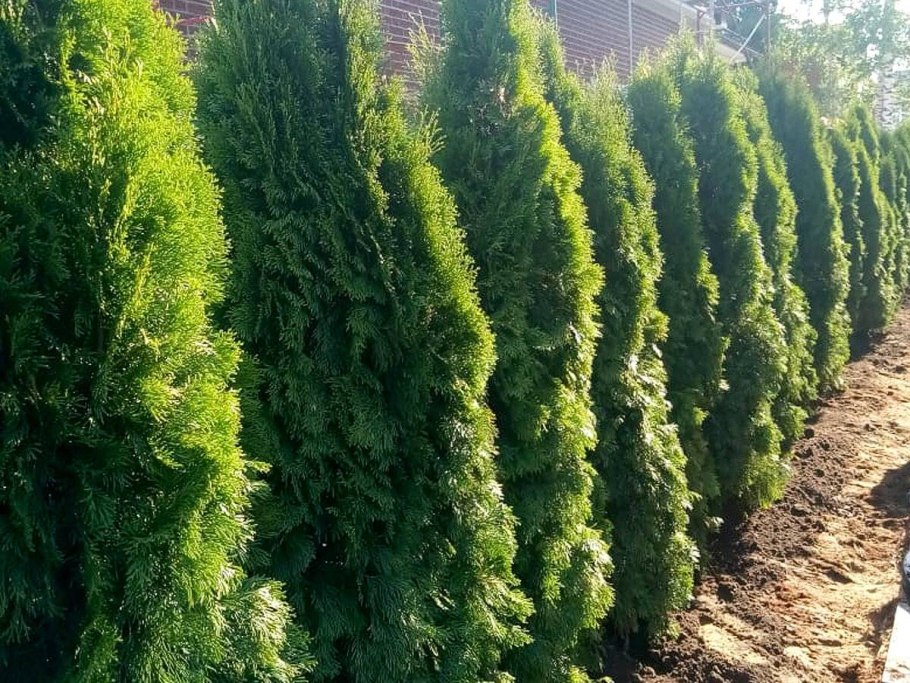 Туя Западная Jantar