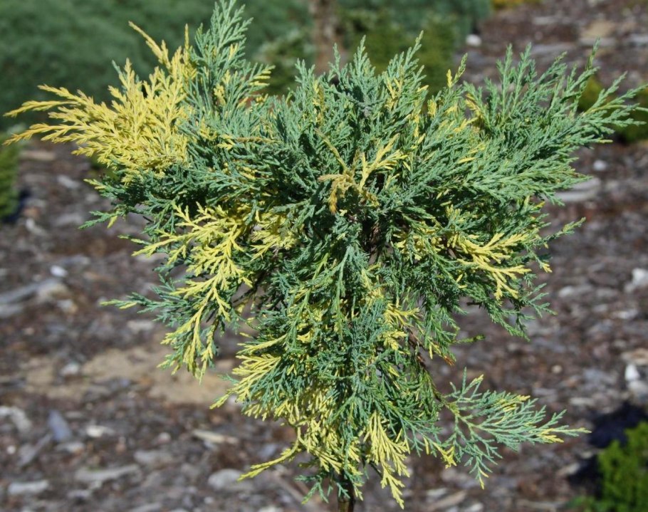 Можжевельник Пфитцериана Ауреа