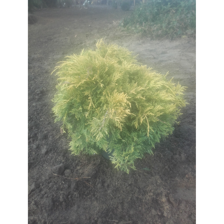 Можжевельник Еллоу Глоу