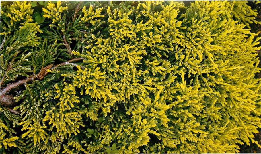 Можжевельник казацкий там но Блайт