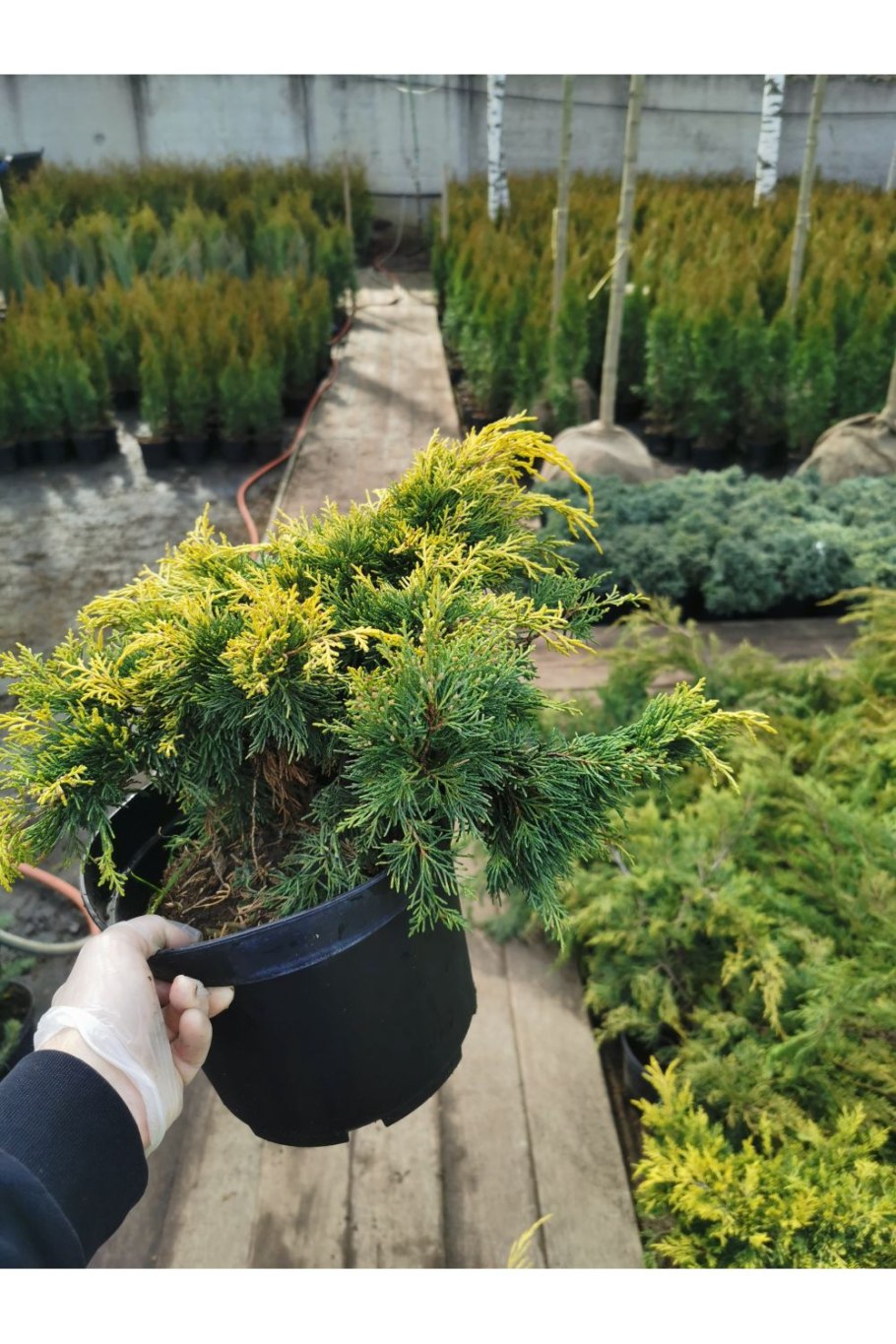 Туя Западная Jantar