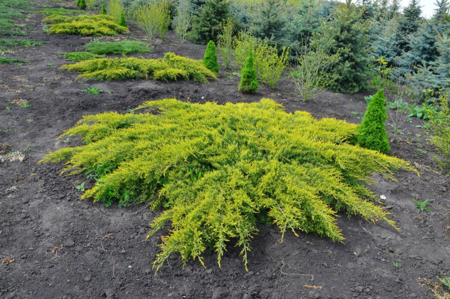 Туя Западная Санкист