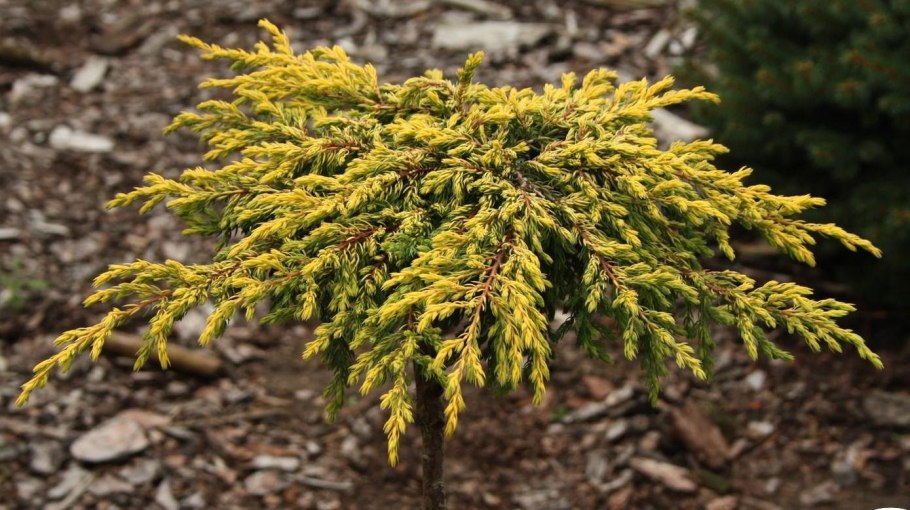 Можжевельник Еллоу Глоу