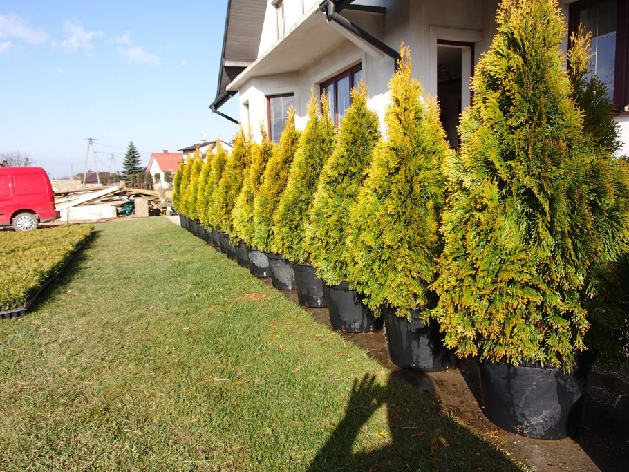 Можжевельник Дабс Фростед