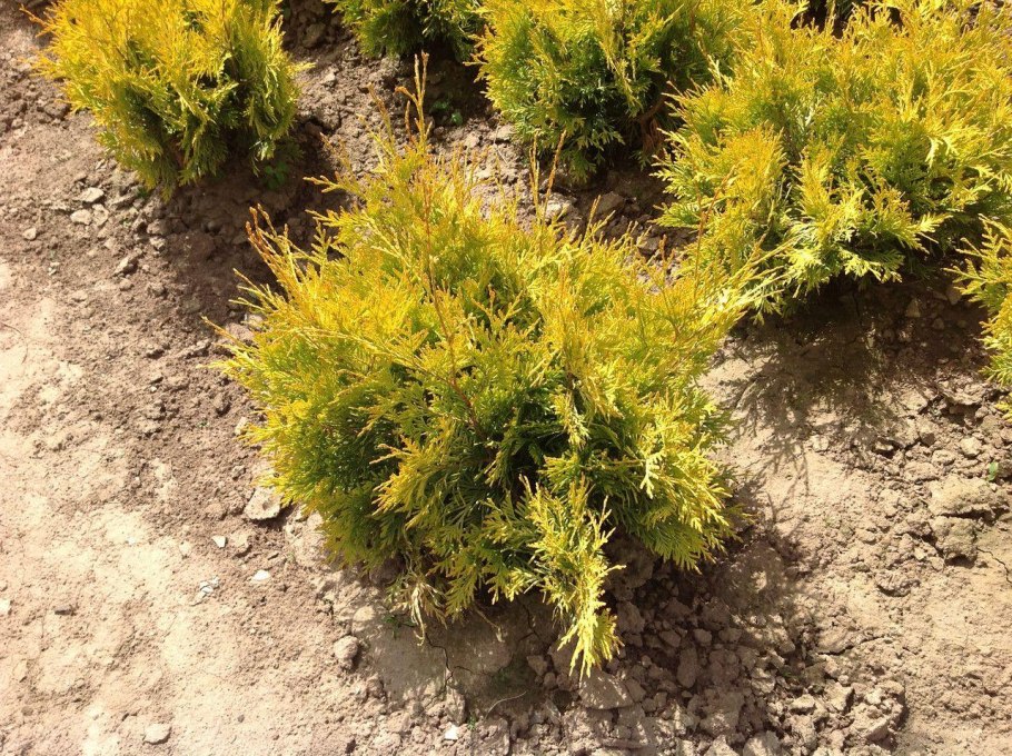 Туя Golden Tuffet