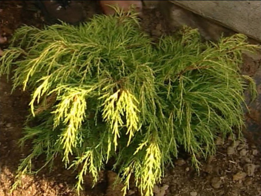 Желтый можжевельник лайм Глоу в ландшафтном