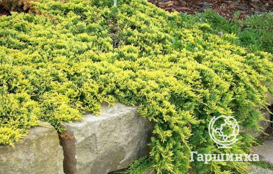 Можжевельник Горизонт. Голден карпет