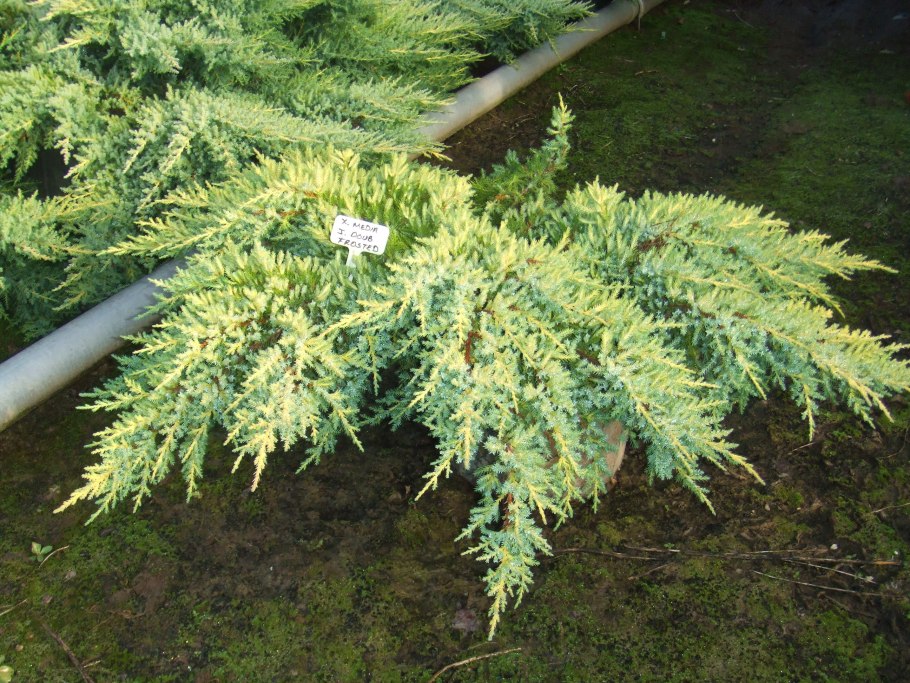 Можжевельник горный лайм Глоу