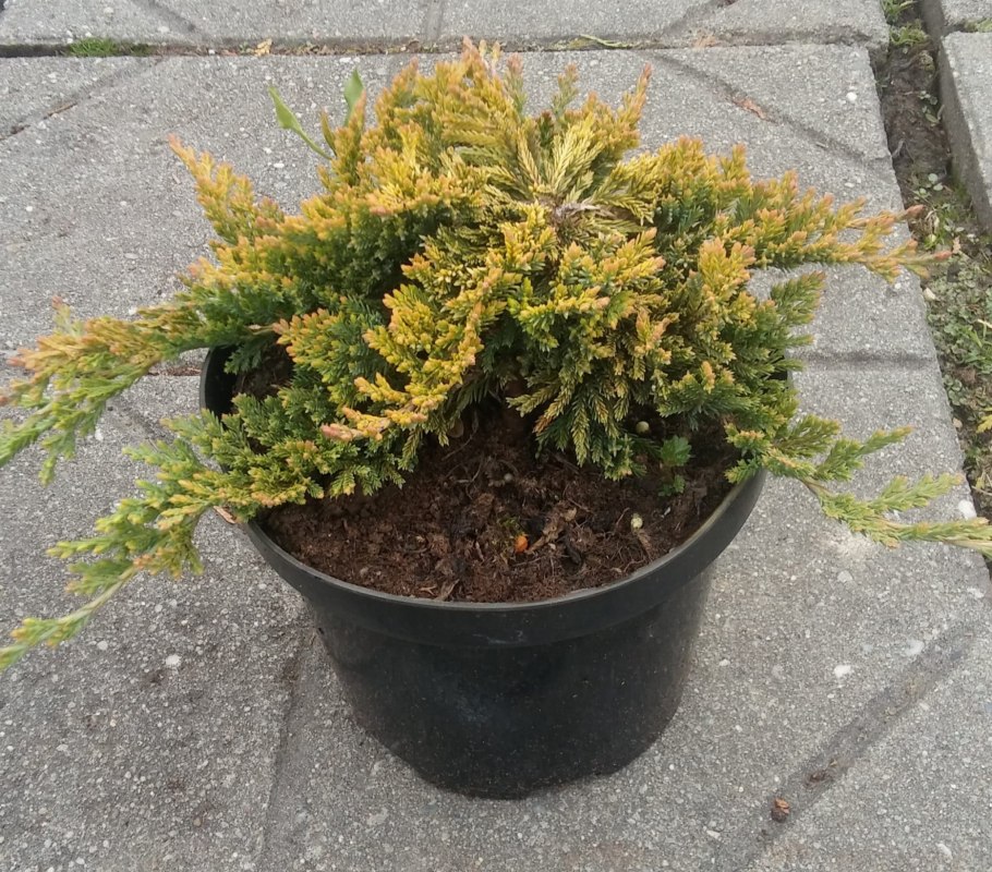 Можжевельник Горизонт. Голден карпет
