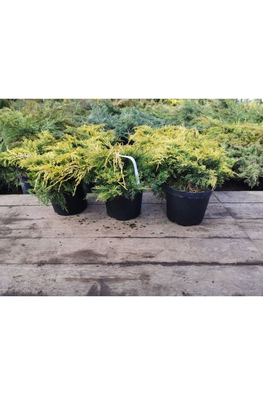 Можжевельник горизонтальный Голден карпет