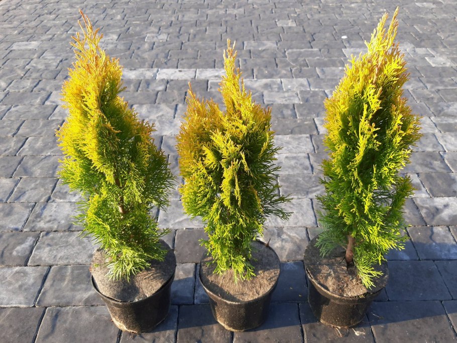 Туя Западная - Thuja occidentalis 'Rheingold'