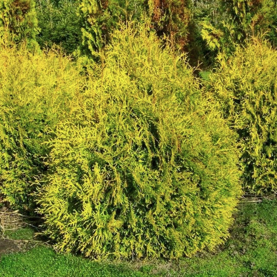 Туя Холмструп Йеллоу