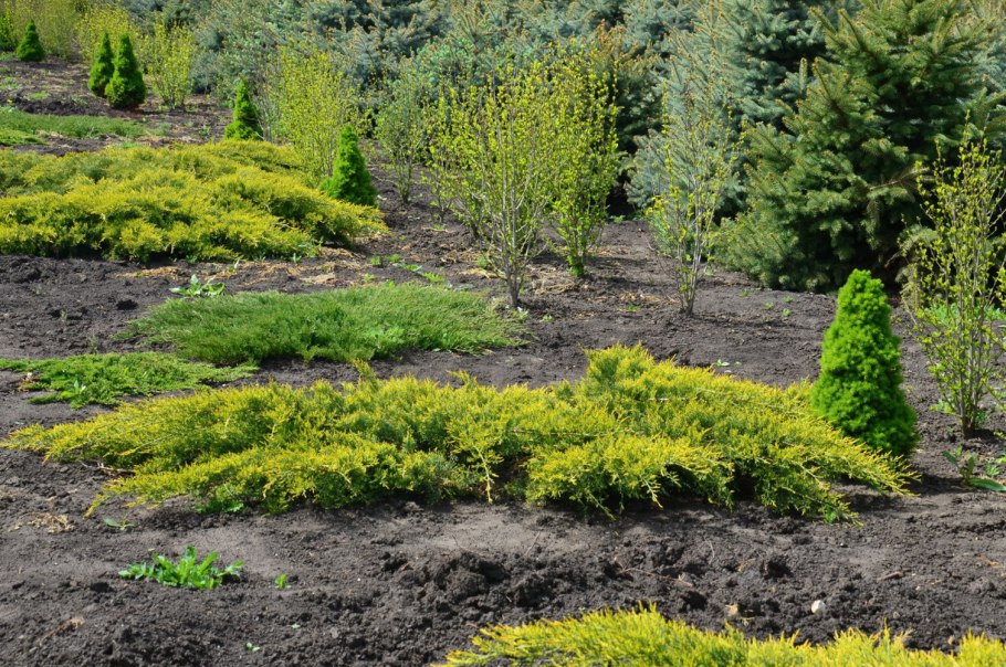 Можжевельник обыкновенный 'Голдшатс'