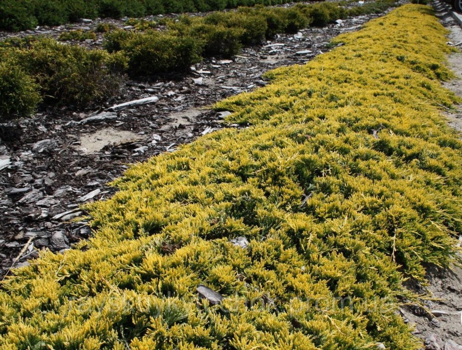 Туя Западная Рейнгольд