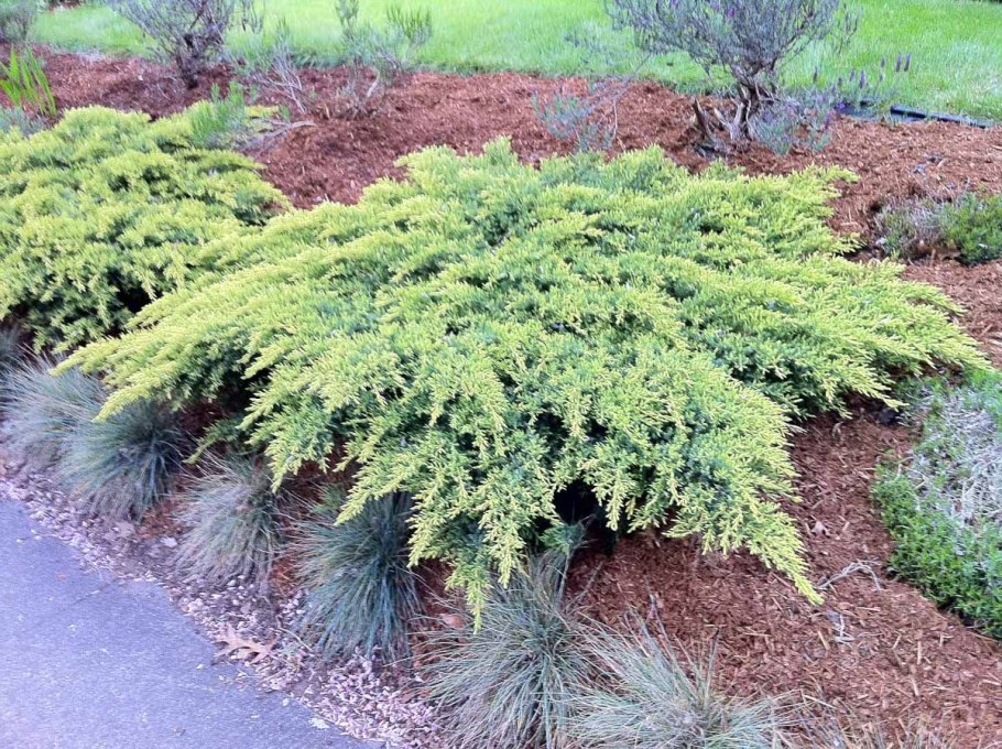 Можжевельник средний Кинг оф спринг