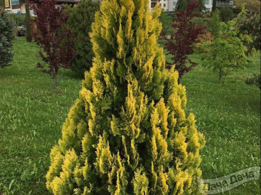 Туя Санкист