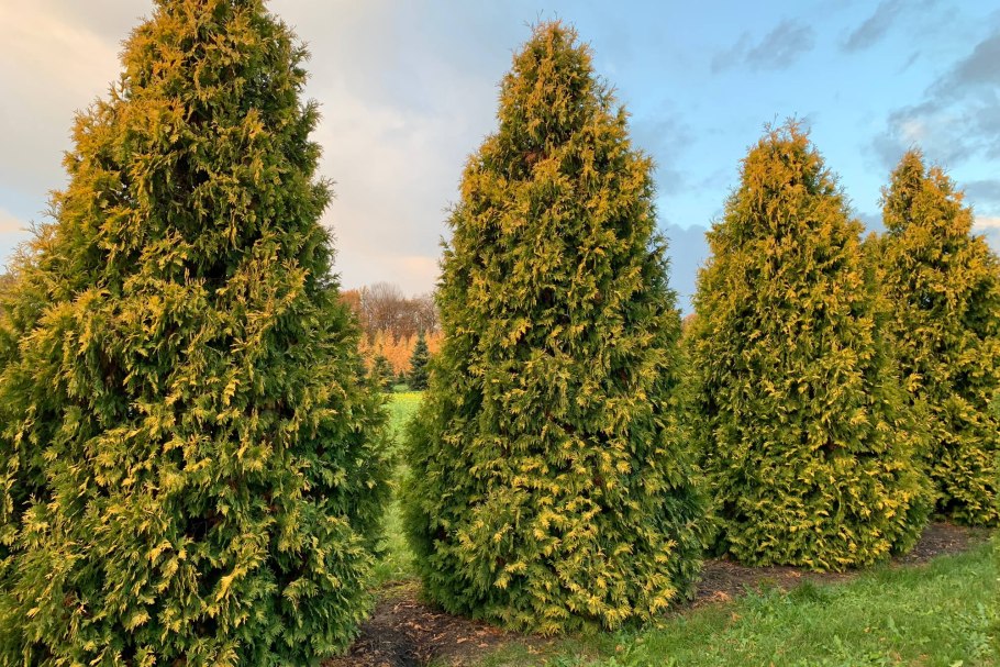 Можжевельник Плант рфланзенпасс