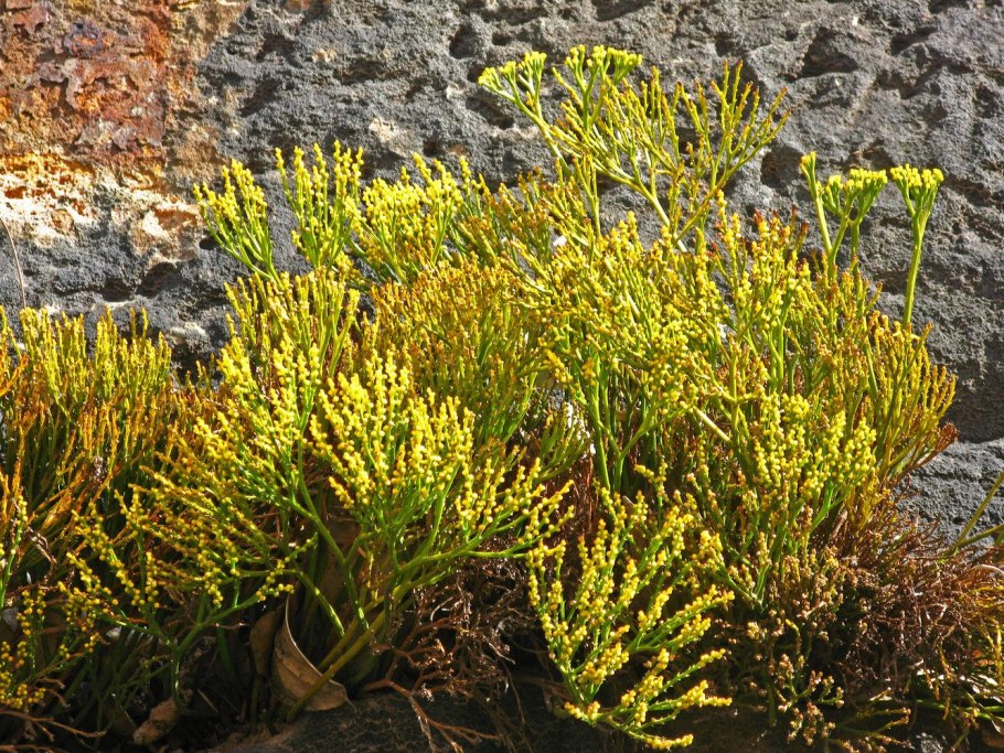 Psilotum triquetrum
