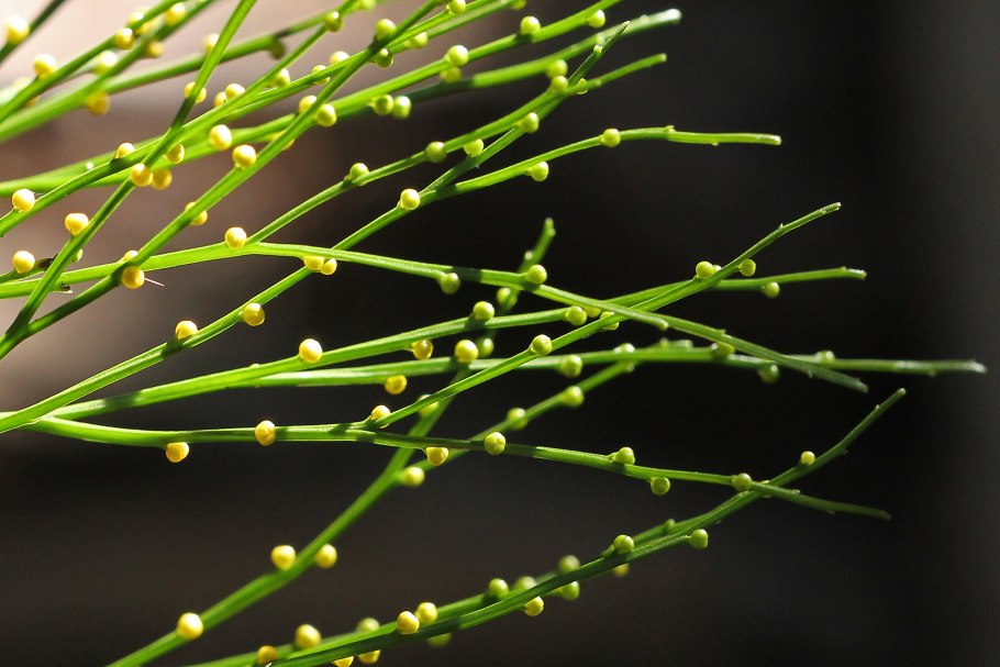 Psilotum nudum