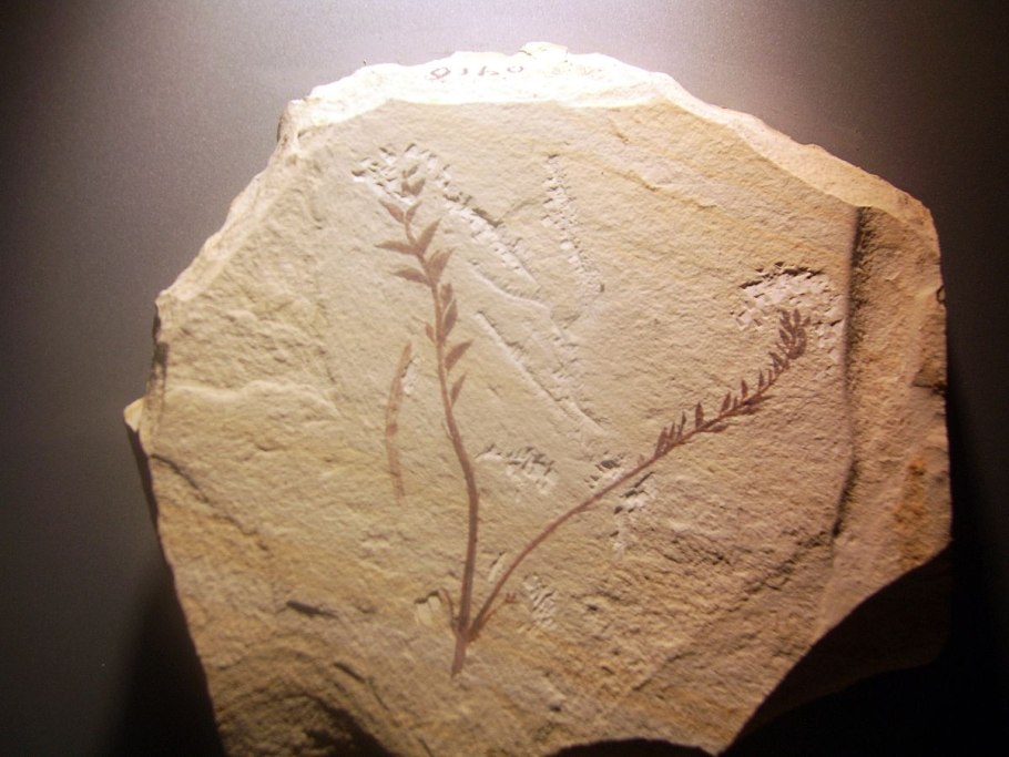Archaefructus sinensis