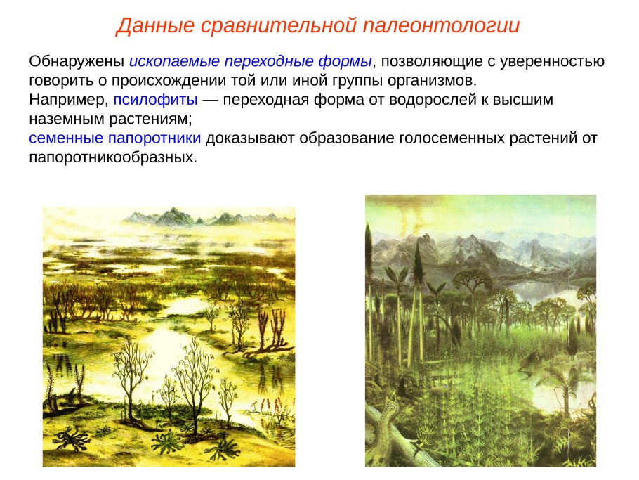 Псилофиты переходная форма между