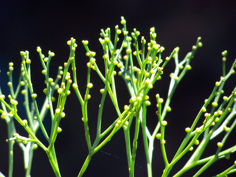 Psilotum nudum