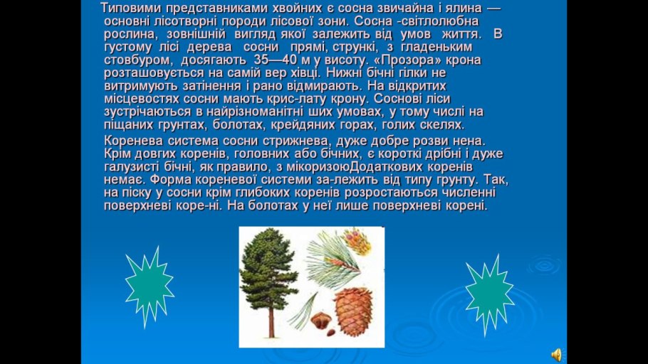 Орешки сосны пинии