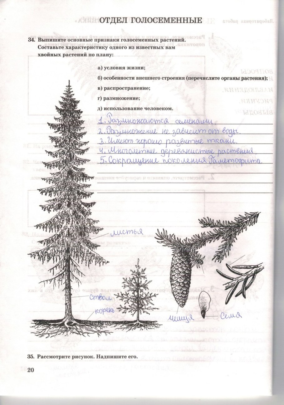 Type of gymnosperm Plants