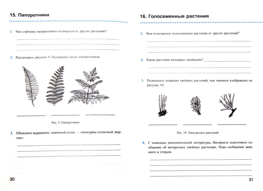 Сосна краткое описание