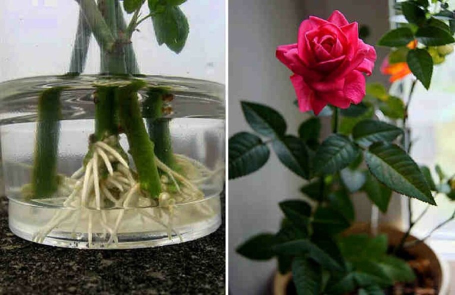 Укорененный черенок калибрахоа