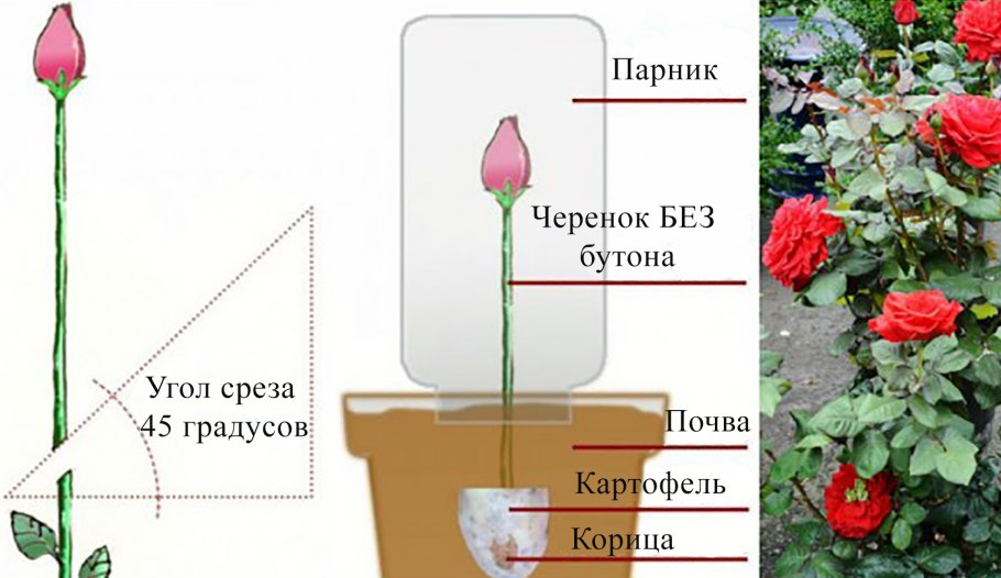 Размножение дуговыми отводками