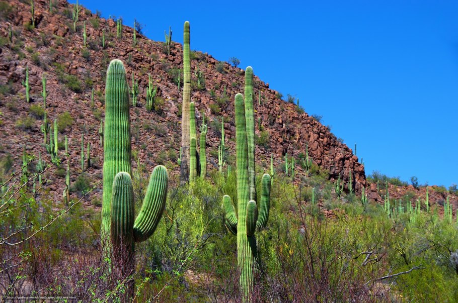 Опунция Нью Мексико