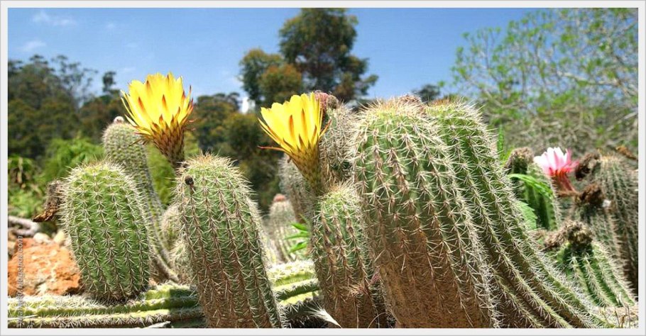 Кактусы в Мексике еда