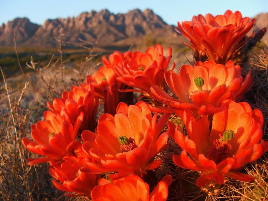 Кактусы мультяшные