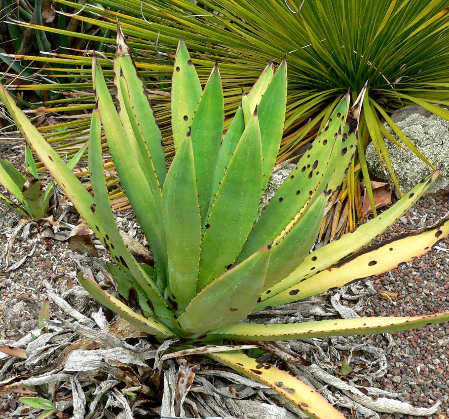 Кактус Сагуаро Северной Америки