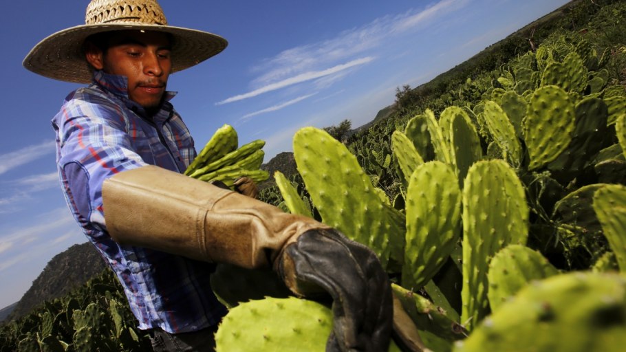 Опунция Кактус Мексика