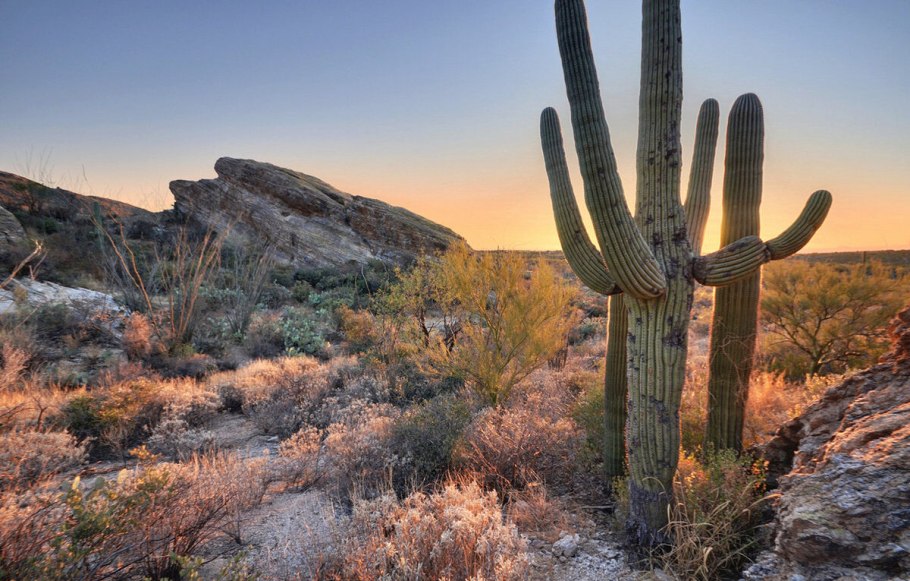 Кактус цереус гигантский