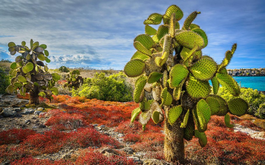 Низкорослые кактусы в Южной Америке