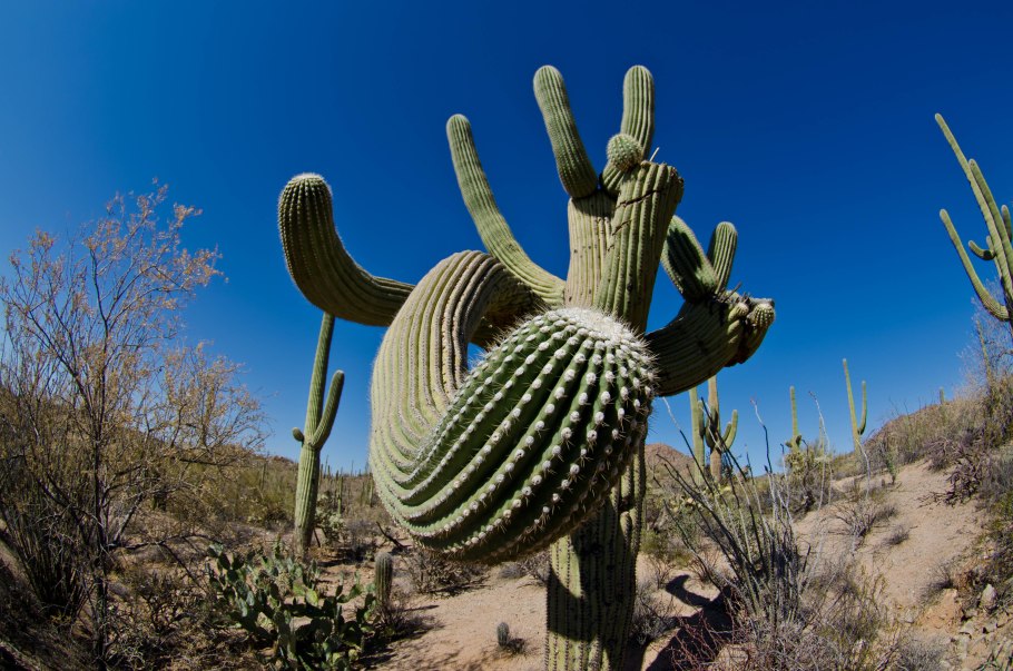 Мексика Сомбреро маракасы гитара Кактус