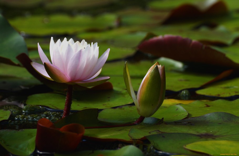 Water Lily кинетическая