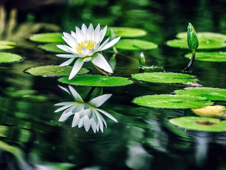 Кубышка (Nuphar)