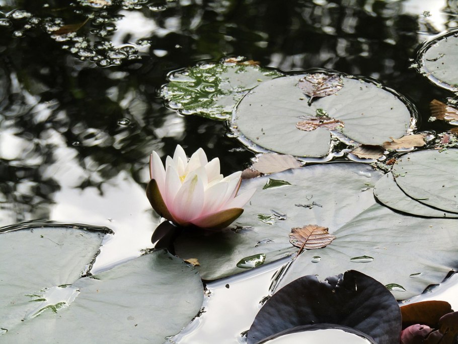 Лотос Лилия