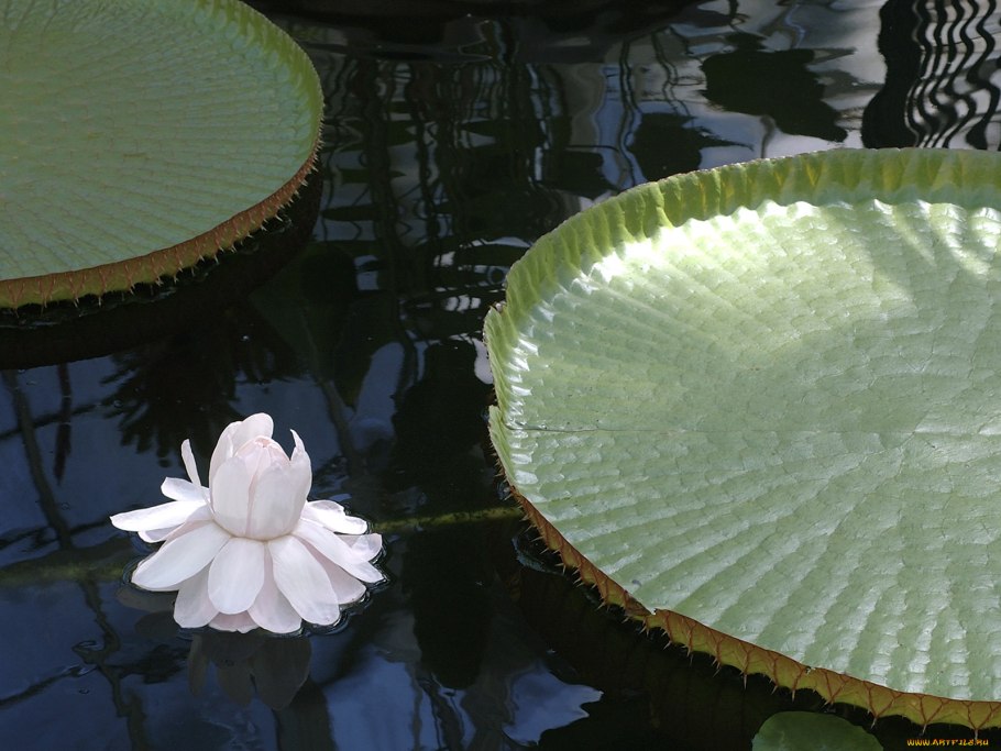 Сорванные кувшинки