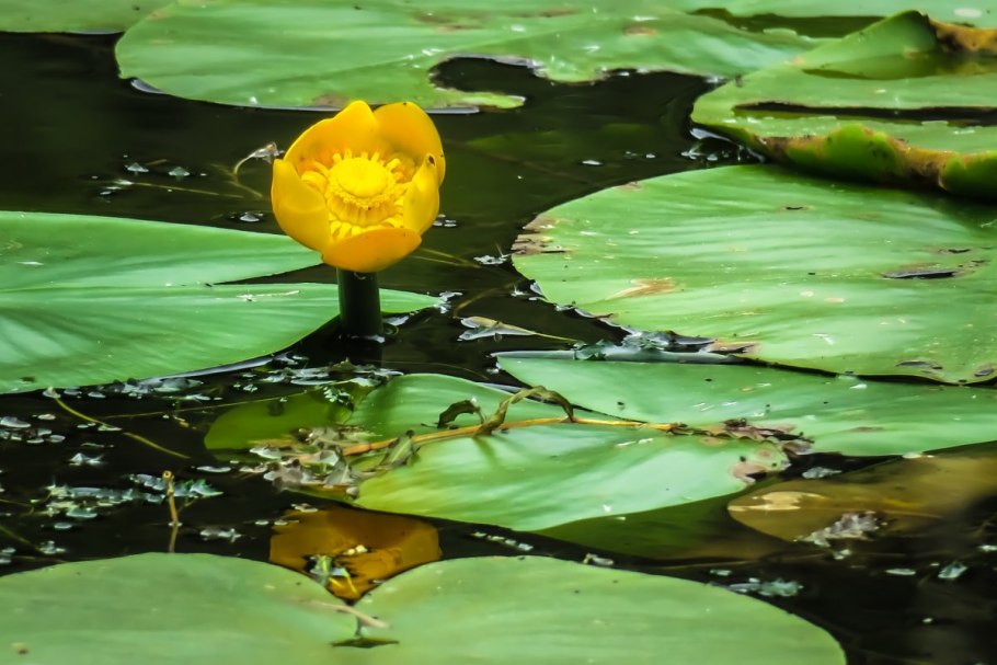Кубышка желтая (Nuphar lutea)