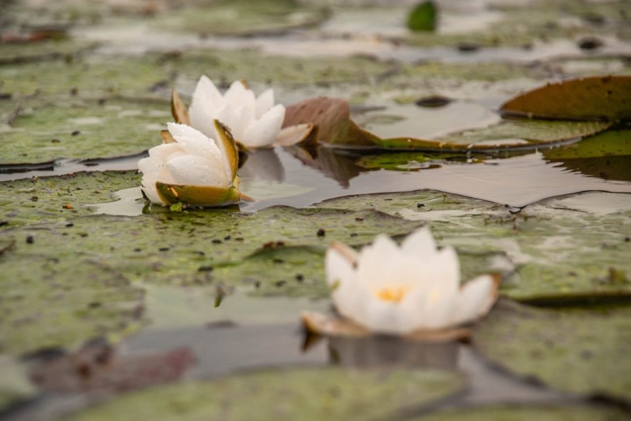 Когда расцветают нимфеи в пруду