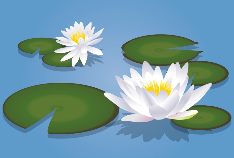 Заставка на телефон кувшинки